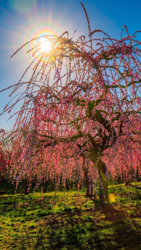 かざはやの里の写真「花粉光環」