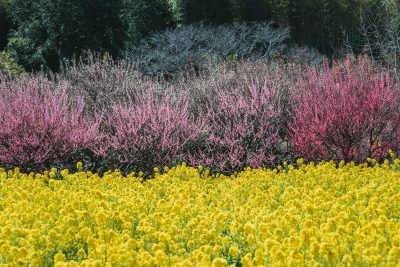 田口梅林園の写真「菜の花と梅」