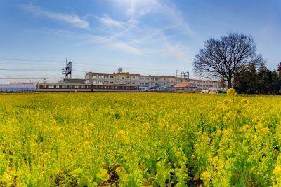 斎宮の菜の花畑の写真「菜の花と電車と小学校」