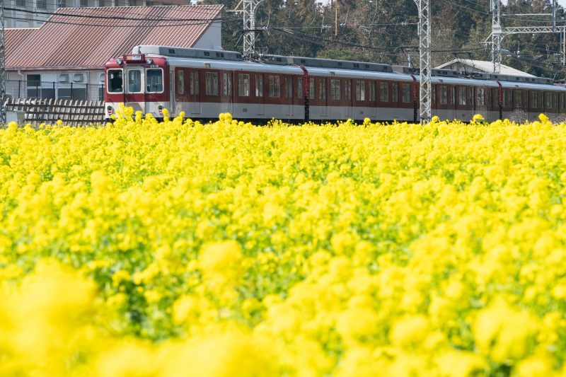 赤い列車と菜の花