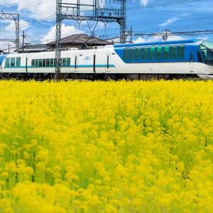 斎宮の菜の花畑の写真「近鉄のポスターみたいな構図」