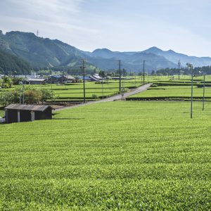 粥見の茶畑の写真「飯南の茶畑」