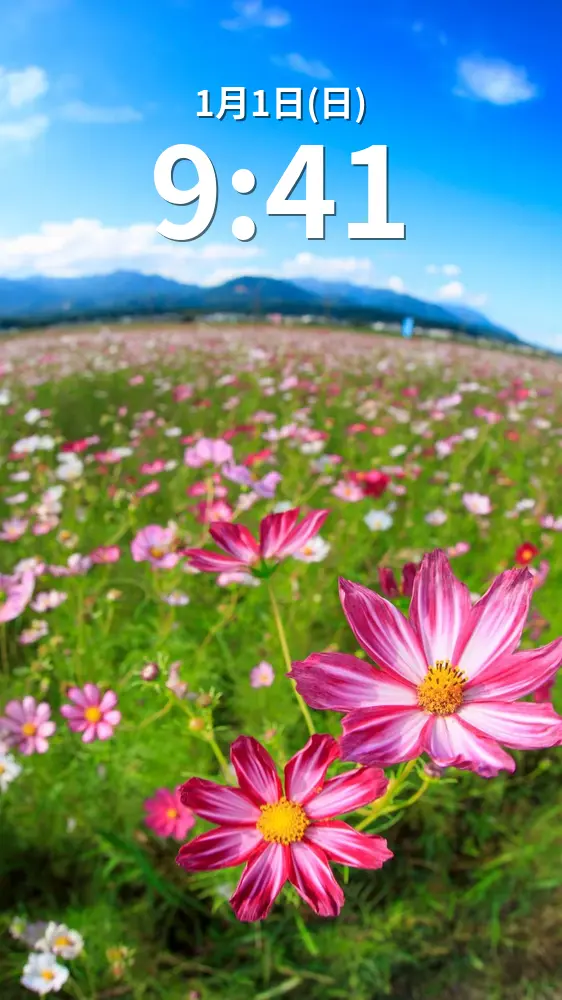 無料スマホ壁紙 鈴鹿山脈とコスモス。AndroidとiPhoneに対応した4K高画質の無料待ち受け画像。三重県菰野町の田光のコスモス畑で撮影したフリー写真素材