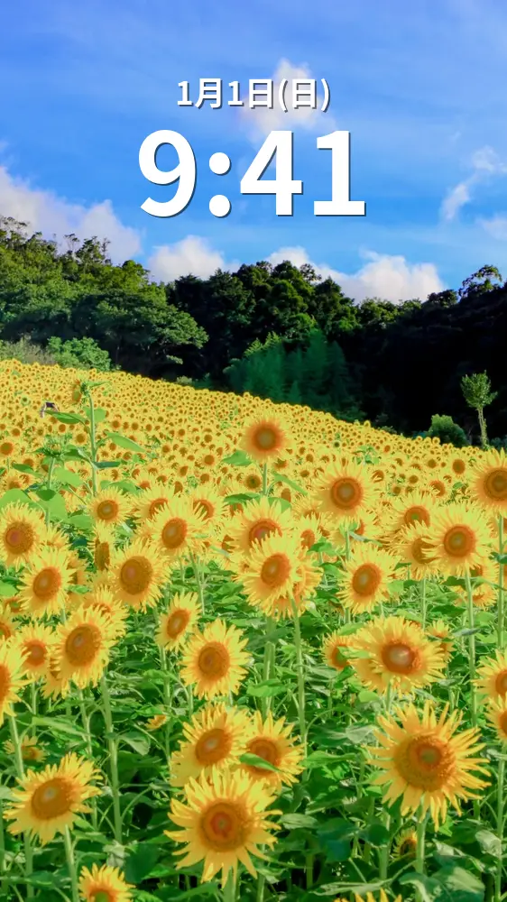 無料スマホ壁紙 ひまわりの丘。AndroidとiPhoneに対応した4K高画質の無料待ち受け画像。三重県志摩市の志摩市観光農園で撮影したフリー写真素材