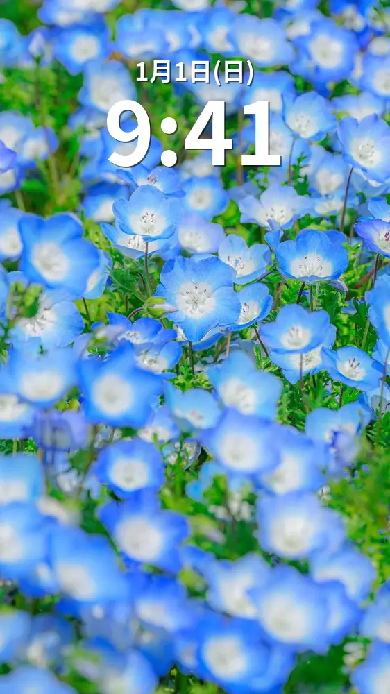 無料スマホ壁紙 ネモフィラのじゅうたん。AndroidとiPhoneに対応した4K高画質の無料待ち受け画像。三重県伊勢市の三重県営サンアリーナ 花の広場で撮影したフリー写真素材