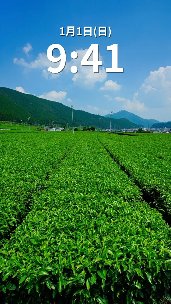 無料スマホ壁紙 【松阪茶】青空と茶畑。AndroidとiPhoneに対応した4K高画質の無料待ち受け画像。三重県三重グルメの伊勢茶で撮影したフリー写真素材