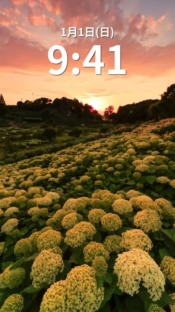 無料スマホ壁紙 夕焼けの丘の紫陽花。AndroidとiPhoneに対応した4K高画質の無料待ち受け画像。三重県津市のかざはやの里で撮影したフリー写真素材