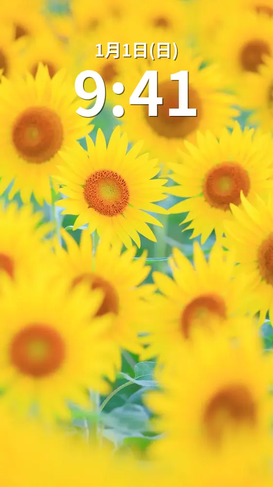 無料スマホ壁紙 ひまわりの密です。AndroidとiPhoneに対応した4K高画質の無料待ち受け画像。三重県玉城町のアスピア玉城で撮影したフリー写真素材