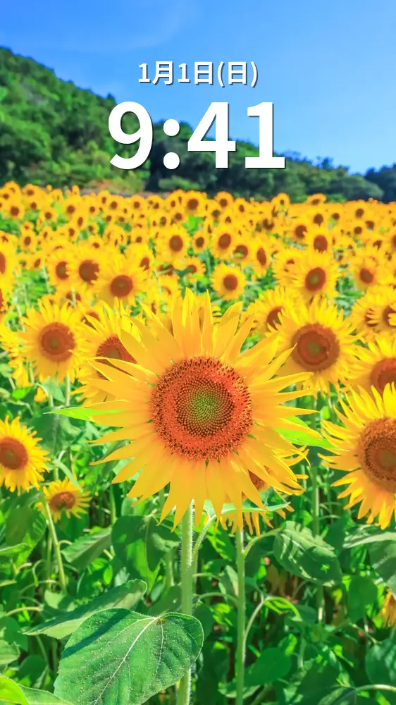 無料スマホ壁紙 ひまわりいっぱい。AndroidとiPhoneに対応した4K高画質の無料待ち受け画像。三重県志摩市の志摩市観光農園で撮影したフリー写真素材