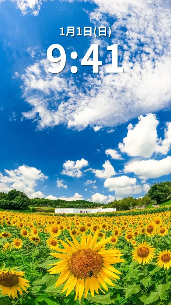 無料スマホ壁紙 夏空のひまわり畑。AndroidとiPhoneに対応した4K高画質の無料待ち受け画像。三重県津市のとことめの里 一志で撮影したフリー写真素材