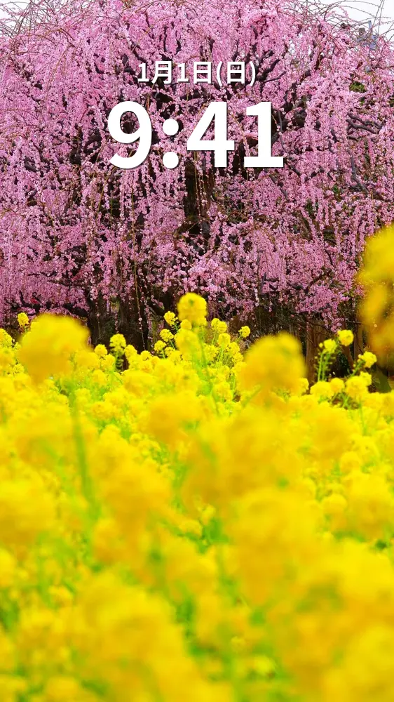 無料スマホ壁紙 しだれ梅と菜の花。AndroidとiPhoneに対応した4K高画質の無料待ち受け画像。三重県松阪市の田口梅林園で撮影したフリー写真素材