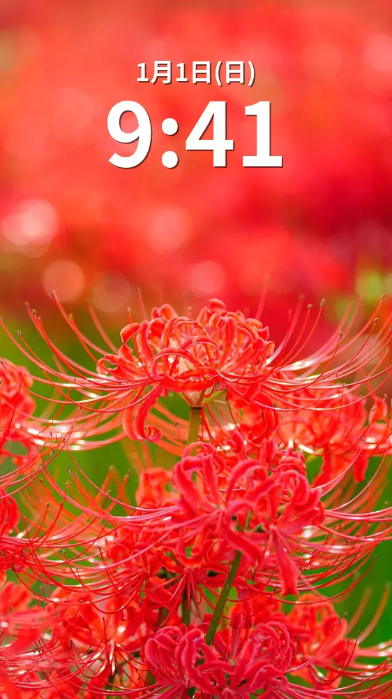 無料スマホ壁紙 神々しい彼岸花。AndroidとiPhoneに対応した4K高画質の無料待ち受け画像。三重県津市の北神山花街道で撮影したフリー写真素材