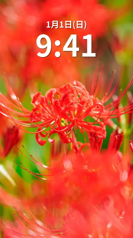 無料スマホ壁紙 可憐に咲く彼岸花。AndroidとiPhoneに対応した4K高画質の無料待ち受け画像。三重県津市の北神山花街道で撮影したフリー写真素材