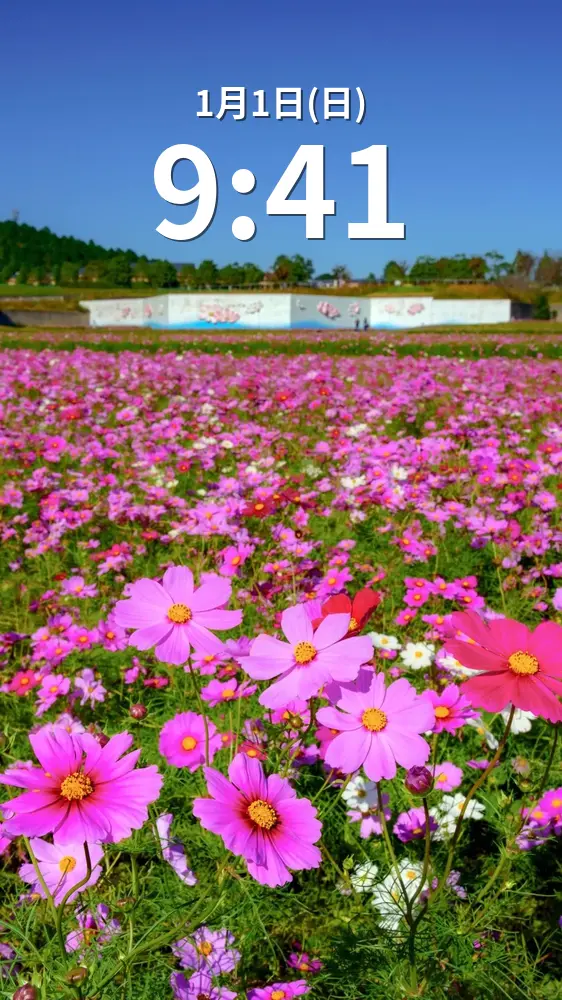 無料スマホ壁紙 秋晴れコスモス。AndroidとiPhoneに対応した4K高画質の無料待ち受け画像。三重県津市のとことめの里 一志で撮影したフリー写真素材