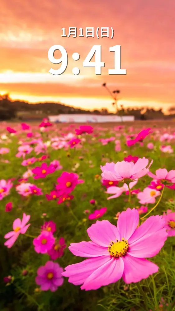無料スマホ壁紙 夕焼けコスモス。AndroidとiPhoneに対応した4K高画質の無料待ち受け画像。三重県津市のとことめの里 一志で撮影したフリー写真素材