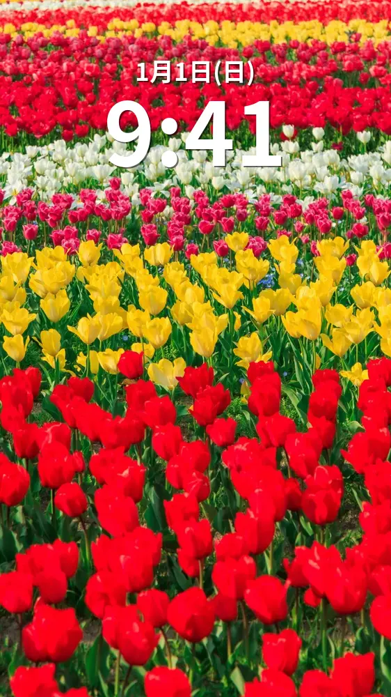 運気が上がる待ち受け 色とりどりのチューリップ。AndroidとiPhoneに対応した4K高画質の無料スマホ壁紙。三重県桑名市のなばなの里で撮影したフリー写真素材