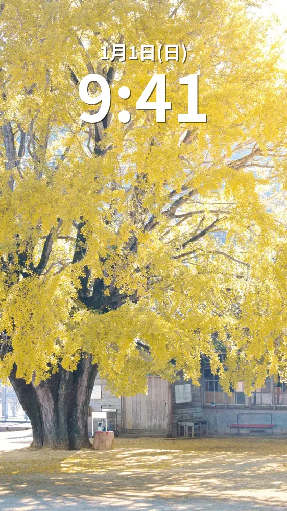 無料スマホ壁紙 昭和の雰囲気が漂う大イチョウ。AndroidとiPhoneに対応した4K高画質の無料待ち受け画像。三重県南伊勢町の河内の大イチョウで撮影したフリー写真素材