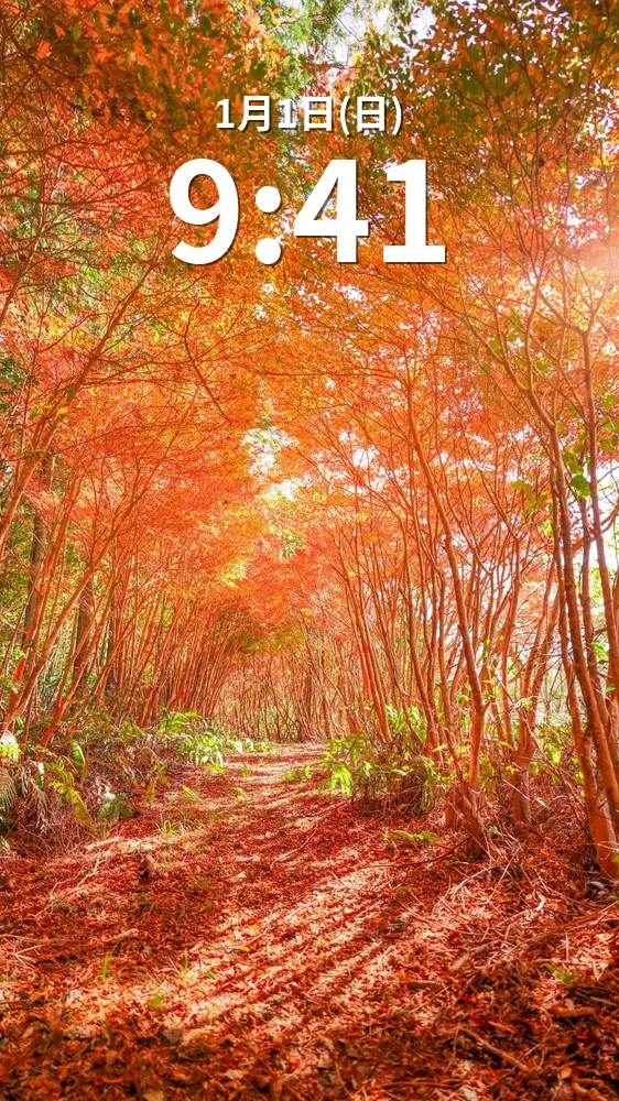 無料スマホ壁紙 ドウダンツツジの紅葉トンネル。AndroidとiPhoneに対応した4K高画質の無料待ち受け画像。三重県大台町の丸山公園のドウダンツツジで撮影したフリー写真素材