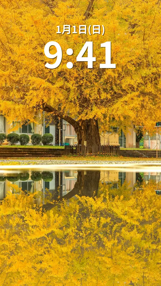 無料スマホ壁紙 銀杏リフレクション。AndroidとiPhoneに対応した4K高画質の無料待ち受け画像。三重県南伊勢町の旧穂原小学校の大イチョウで撮影したフリー写真素材