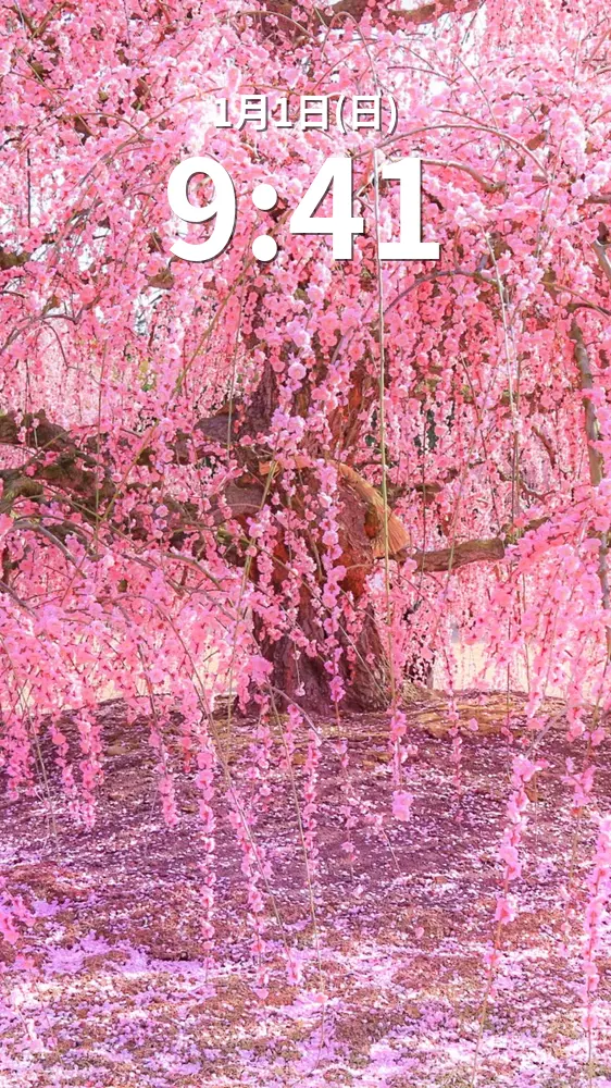 無料スマホ壁紙 しだれ梅のシャンデリア。AndroidとiPhoneに対応した4K高画質の無料待ち受け画像。三重県鈴鹿市の鈴鹿の森庭園で撮影したフリー写真素材