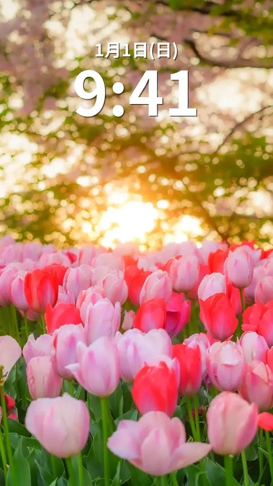 無料スマホ壁紙 春色のチューリップ。AndroidとiPhoneに対応した4K高画質の無料待ち受け画像。三重県桑名市のなばなの里で撮影したフリー写真素材