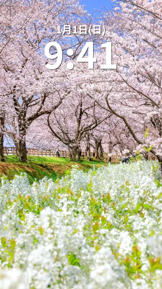 無料スマホ壁紙 桜並木と雪柳の春景色。AndroidとiPhoneに対応した4K高画質の無料待ち受け画像。三重県鈴鹿市の石垣池公園で撮影したフリー写真素材