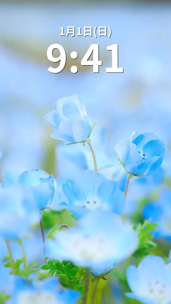 無料スマホ壁紙 青色に輝くネモフィラ。AndroidとiPhoneに対応した4K高画質の無料待ち受け画像。三重県いなべ市の大泉駅近くのネモフィラ畑で撮影したフリー写真素材