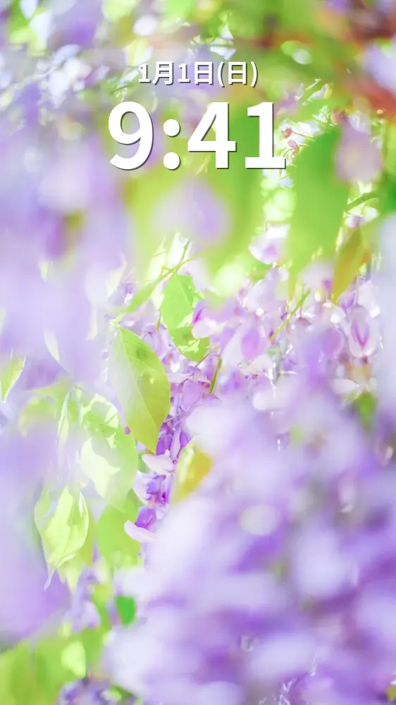 無料スマホ壁紙 宝石のように輝く藤。AndroidとiPhoneに対応した4K高画質の無料待ち受け画像。三重県松阪市の松阪農業公園ベルファームで撮影したフリー写真素材