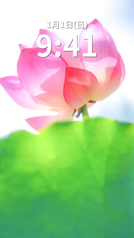 運気が上がる待ち受け 神々しい蓮の花。AndroidとiPhoneに対応した4K高画質の無料スマホ壁紙。三重県津市の高田本山専修寺で撮影したフリー写真素材