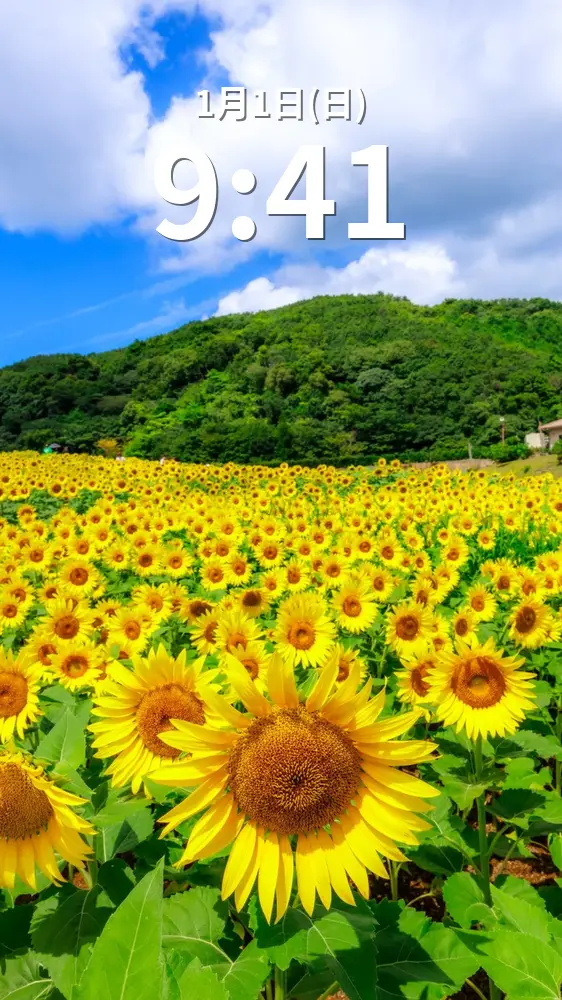 無料スマホ壁紙 夏空とひまわり。AndroidとiPhoneに対応した4K高画質の無料待ち受け画像。三重県志摩市の志摩市観光農園で撮影したフリー写真素材