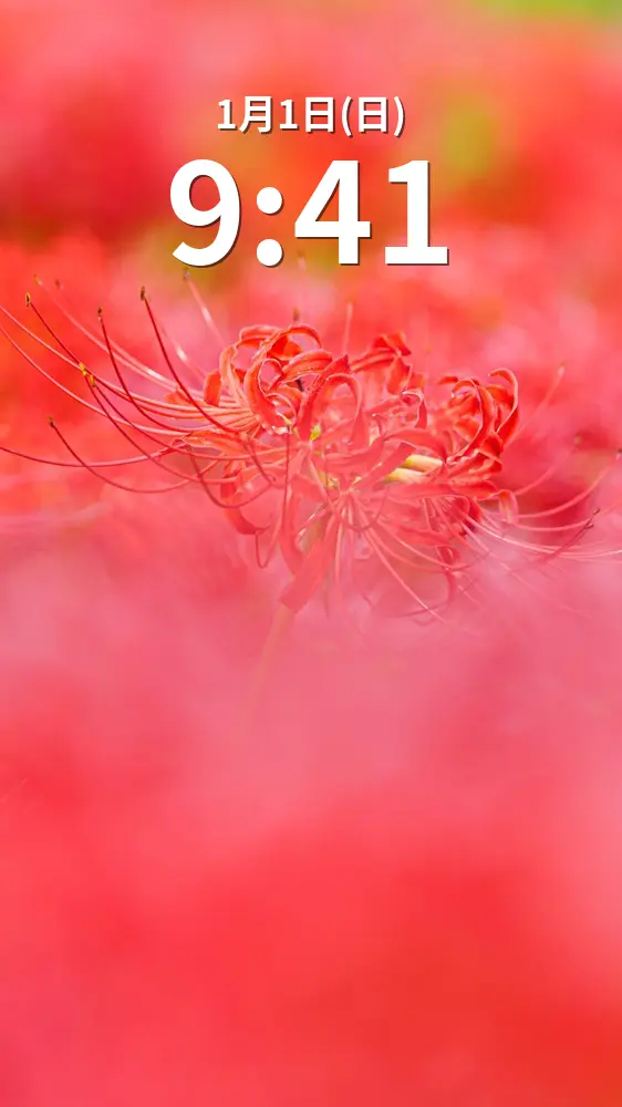 無料スマホ壁紙 彼岸花の真っ赤な世界。AndroidとiPhoneに対応した4K高画質の無料待ち受け画像。三重県津市の北神山花街道で撮影したフリー写真素材