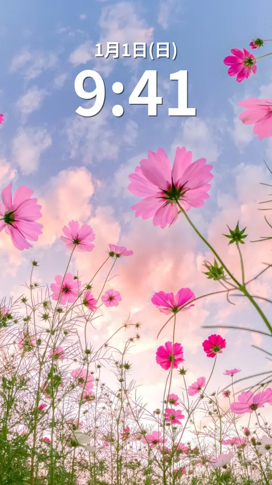 運気が上がる待ち受け 夕暮れコスモス。AndroidとiPhoneに対応した4K高画質の無料スマホ壁紙。三重県津市のとことめの里 一志で撮影したフリー写真素材