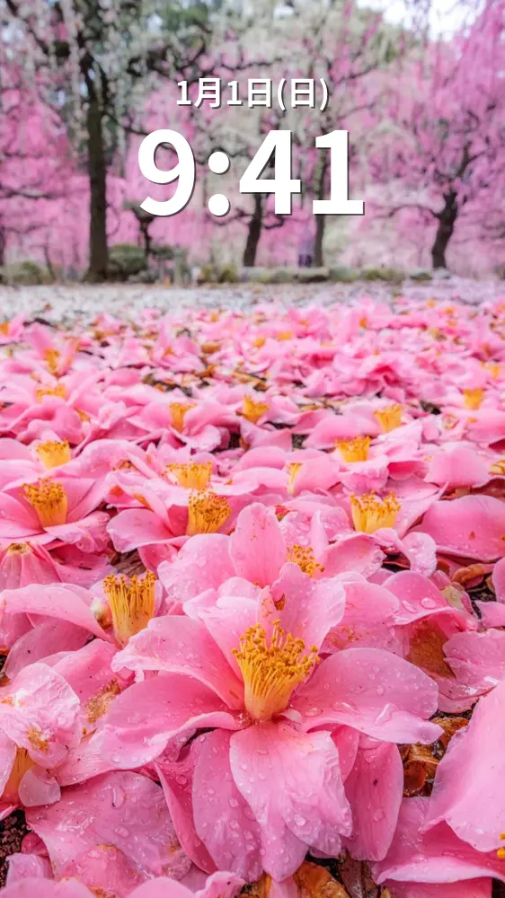 無料スマホ壁紙 椿と梅の紅白じゅうたん。AndroidとiPhoneに対応した4K高画質の無料待ち受け画像。三重県津市の結城神社の梅苑で撮影したフリー写真素材