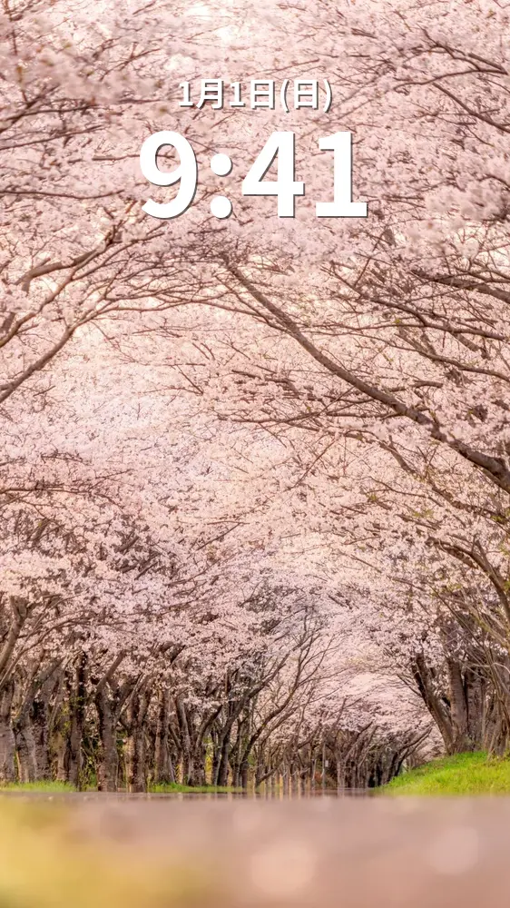 無料スマホ壁紙 夕暮れの桜並木。AndroidとiPhoneに対応した4K高画質の無料待ち受け画像。三重県津市の北神山花街道で撮影したフリー写真素材