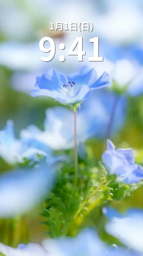 無料スマホ壁紙 青く輝くネモフィラ。AndroidとiPhoneに対応した4K高画質の無料待ち受け画像。三重県志摩市の志摩市観光農園で撮影したフリー写真素材