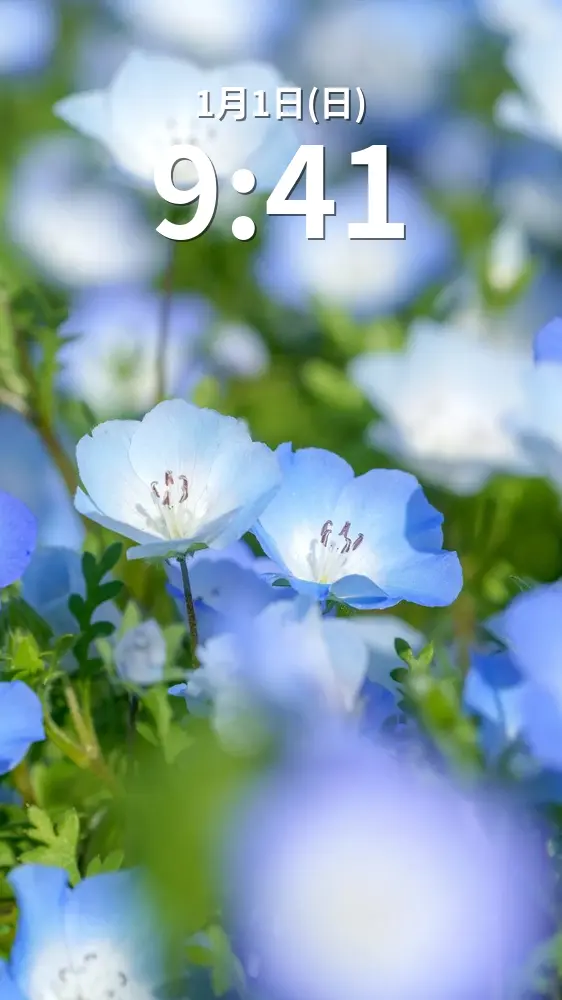 無料スマホ壁紙 カップルみたいなネモフィラ。AndroidとiPhoneに対応した4K高画質の無料待ち受け画像。三重県志摩市の志摩市観光農園で撮影したフリー写真素材