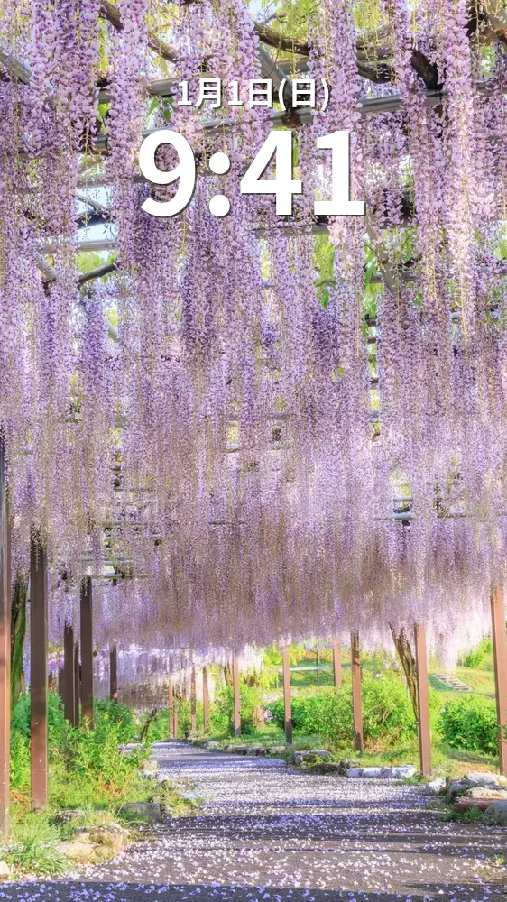 無料スマホ壁紙 藤の絨毯が続く藤トンネル。AndroidとiPhoneに対応した4K高画質の無料待ち受け画像。三重県津市のかざはやの里で撮影したフリー写真素材