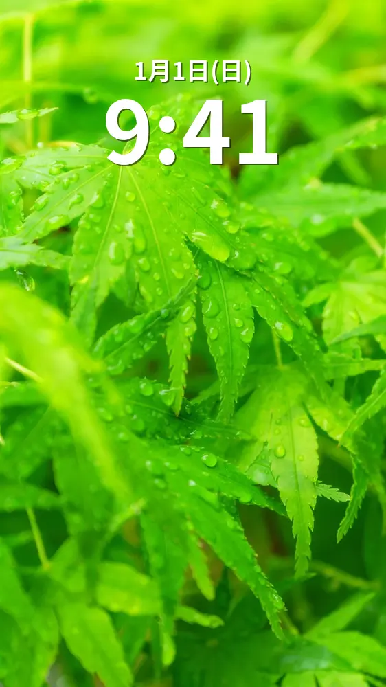 無料スマホ壁紙 雨上がりの青葉。AndroidとiPhoneに対応した4K高画質の無料待ち受け画像。三重県大台町の真手公園で撮影したフリー写真素材