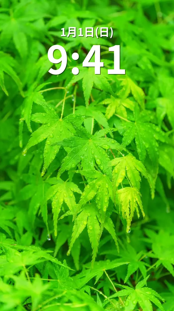 無料スマホ壁紙 雨粒と青葉。AndroidとiPhoneに対応した4K高画質の無料待ち受け画像。三重県大台町の真手公園で撮影したフリー写真素材