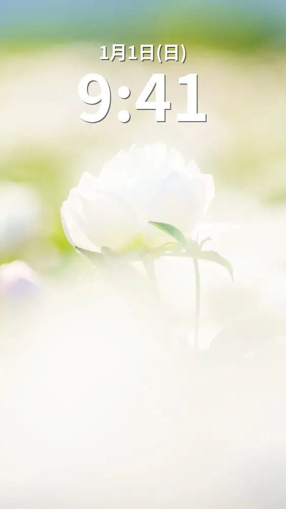 無料スマホ壁紙 白色のシャクヤク。AndroidとiPhoneに対応した4K高画質の無料待ち受け画像。三重県鈴鹿市の長澤町のポピー（シャクヤク）畑で撮影したフリー写真素材