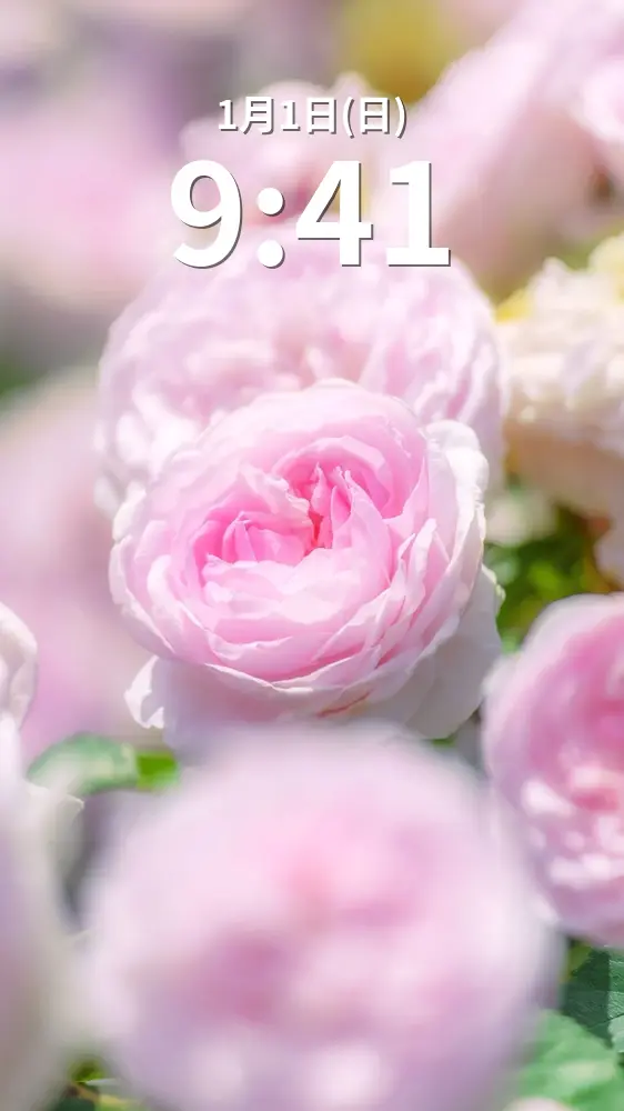 無料スマホ壁紙 薔薇の楽園に包まれて...。AndroidとiPhoneに対応した4K高画質の無料待ち受け画像。三重県松阪市の松阪農業公園ベルファームで撮影したフリー写真素材