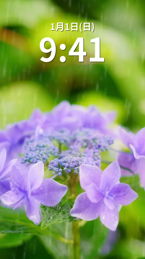 無料スマホ壁紙 紫色のヤマアジサイと雨粒。AndroidとiPhoneに対応した4K高画質の無料待ち受け画像。三重県志摩市の大慈寺で撮影したフリー写真素材