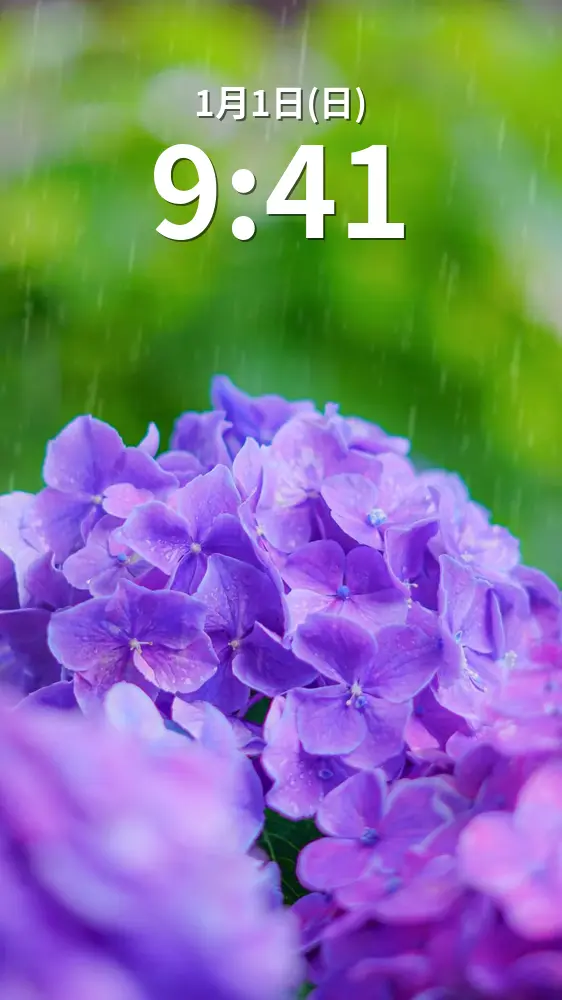 無料スマホ壁紙 紫色のヒメアジサイと雨粒。AndroidとiPhoneに対応した4K高画質の無料待ち受け画像。三重県志摩市の大慈寺で撮影したフリー写真素材