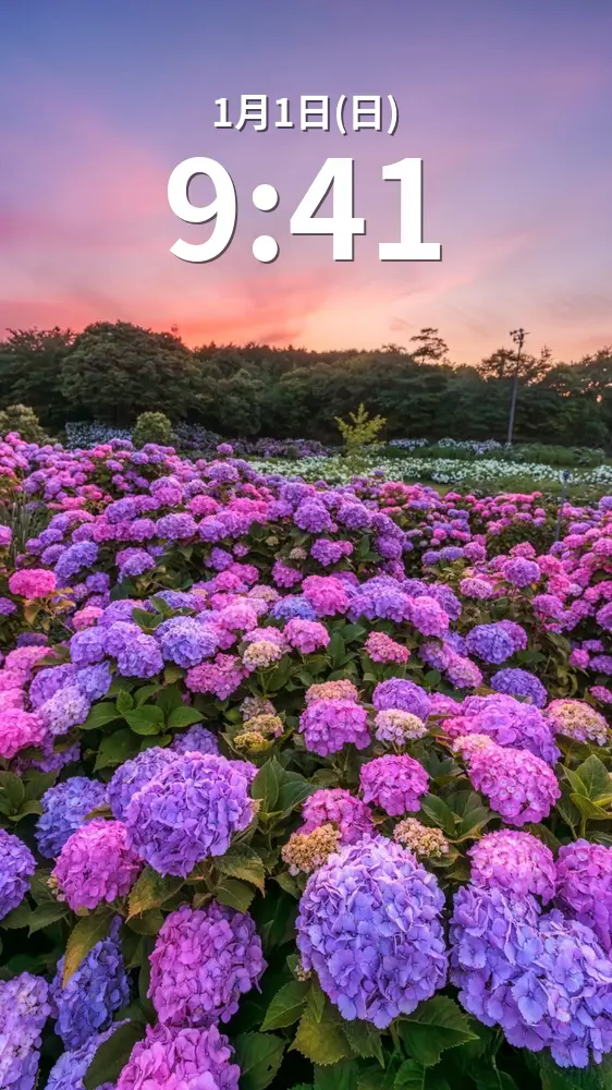 無料スマホ壁紙 夕暮れの紫陽花の海。AndroidとiPhoneに対応した4K高画質の無料待ち受け画像。三重県津市のかざはやの里で撮影したフリー写真素材