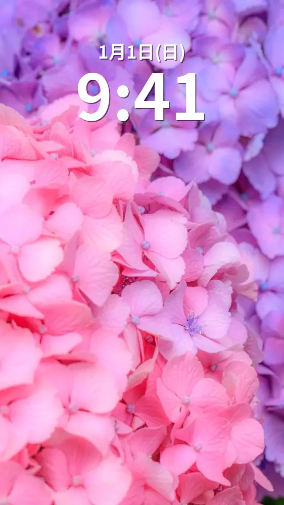 無料スマホ壁紙 ピンクと紫の紫陽花。AndroidとiPhoneに対応した4K高画質の無料待ち受け画像。三重県津市のかざはやの里で撮影したフリー写真素材