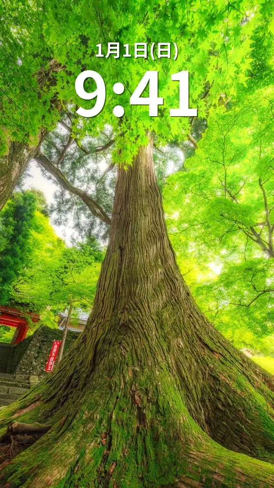 運気が上がる待ち受け 生命力みなぎる大樹。AndroidとiPhoneに対応した4K高画質の無料スマホ壁紙。三重県津市の真福院で撮影したフリー写真素材