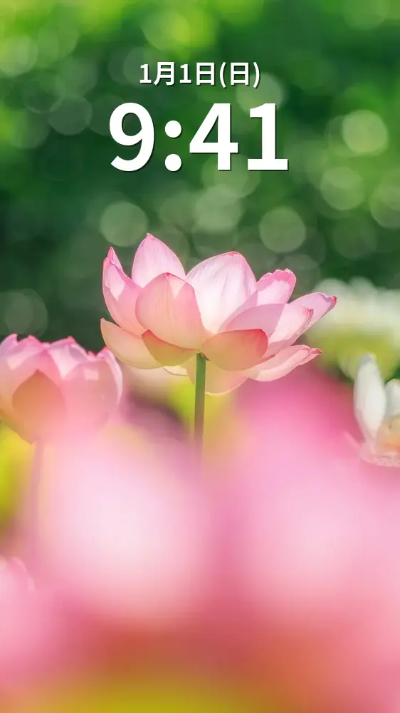 無料スマホ壁紙 朝陽に照らされる蓮。AndroidとiPhoneに対応した4K高画質の無料待ち受け画像。三重県津市の津市白山町二俣の蓮で撮影したフリー写真素材