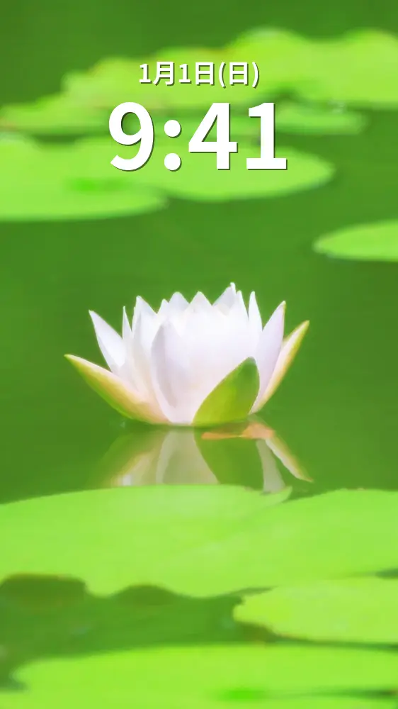 無料スマホ壁紙 水面に映る薄ピンクのスイレン。AndroidとiPhoneに対応した4K高画質の無料待ち受け画像。三重県津市のレッドヒルヒーサーの森で撮影したフリー写真素材