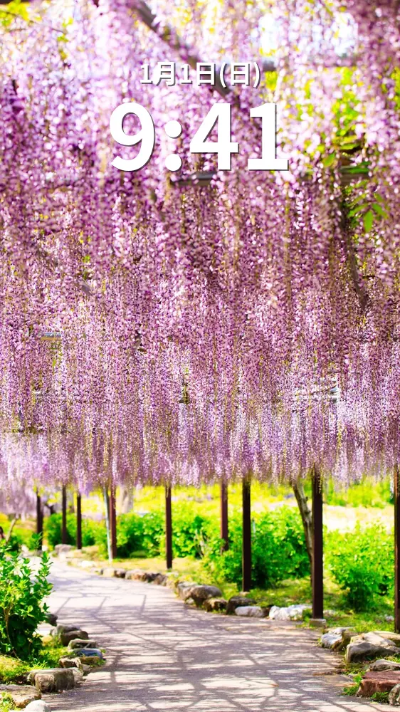 無料スマホ壁紙 藤のシャンデリア。AndroidとiPhoneに対応した4K高画質の無料待ち受け画像。三重県津市のかざはやの里で撮影したフリー写真素材