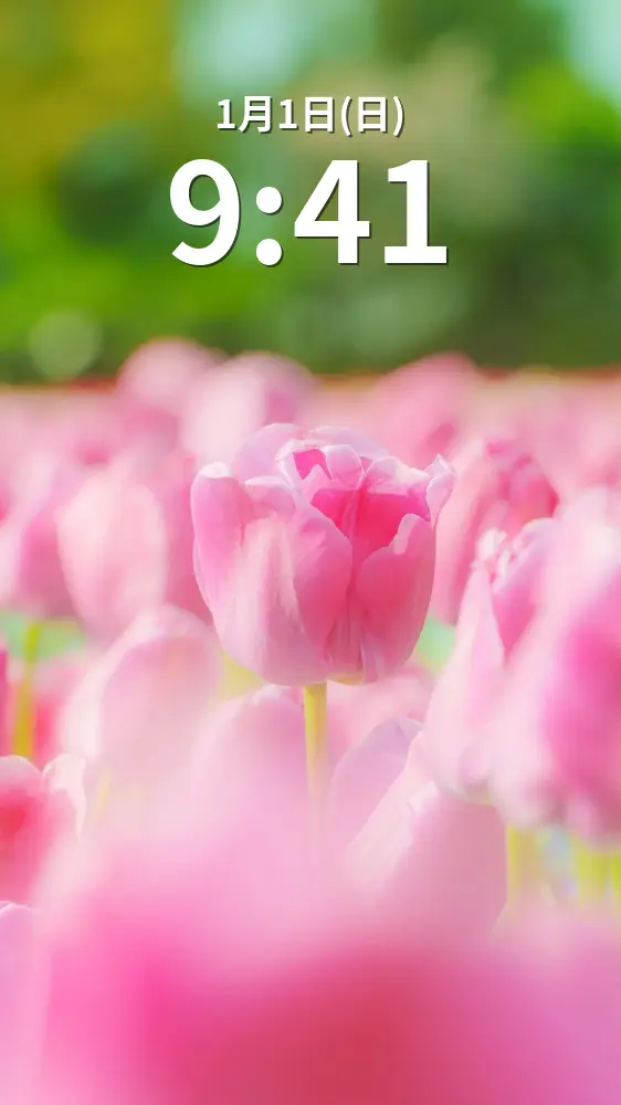 無料スマホ壁紙 パステルピンクのチューリップ。AndroidとiPhoneに対応した4K高画質の無料待ち受け画像。三重県桑名市のなばなの里で撮影したフリー写真素材